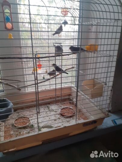 Зебровые амадины