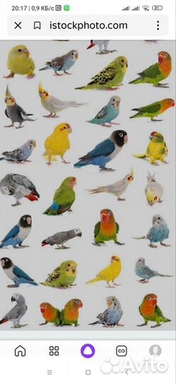 Декоративные птицы