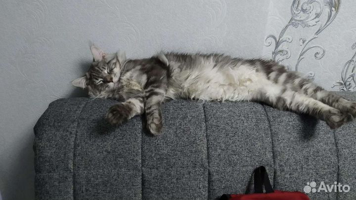 Мейн-кун вязка