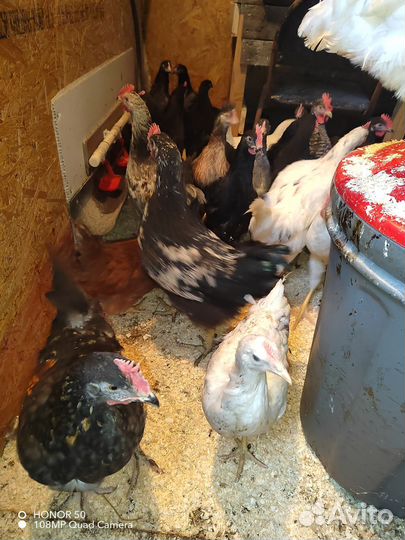 Куры молодки