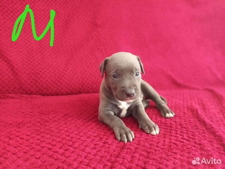 Щенки американского питбуль терьера