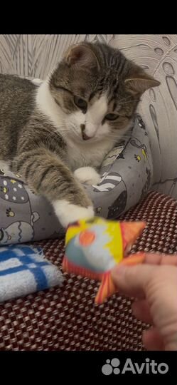 Кошка ищет дом