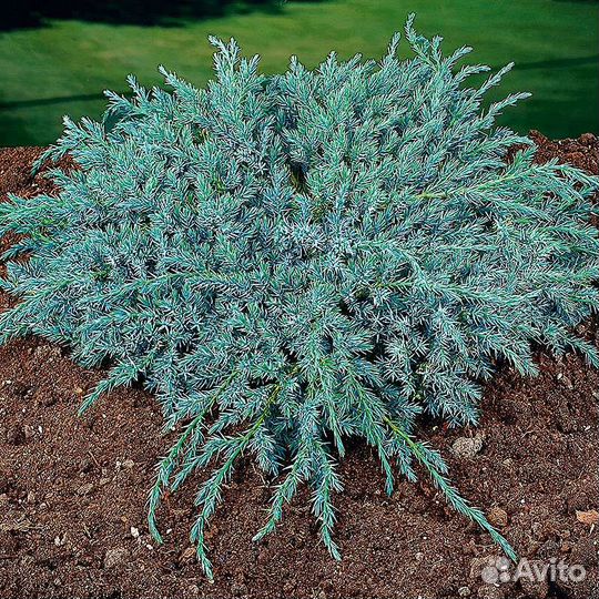 Можжевельник блю карпет