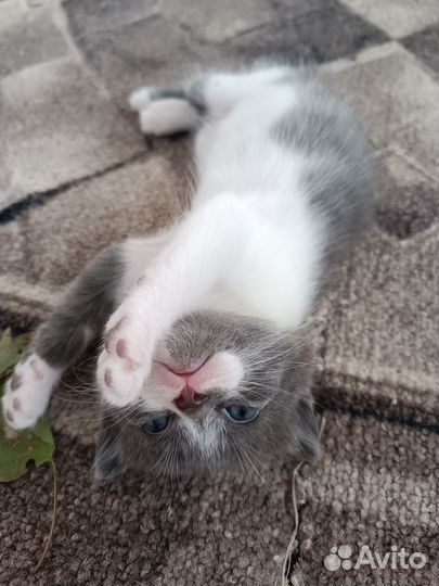 Продам котят
