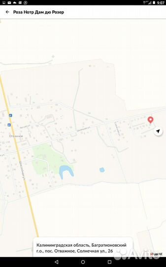 Роза Эл ди Брэйтуэйт