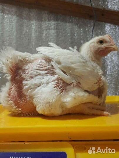 Бройлеры суточные. Предварительная запись