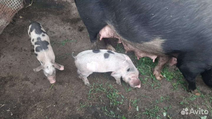 Поросята