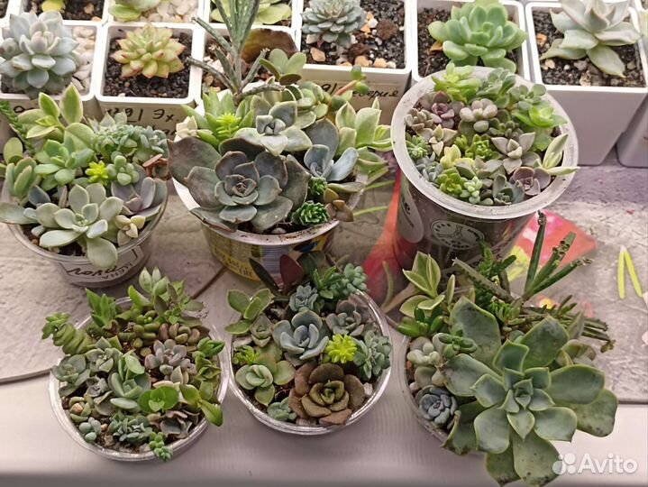 Садики из суккулентов