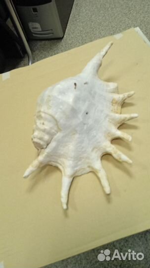 Раковина морская,большая