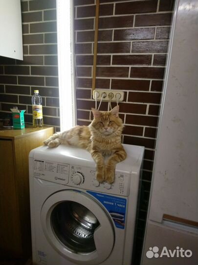 Кот мейн-кун вязка