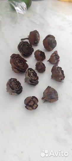 Розочки шишек кедра+ секвойи