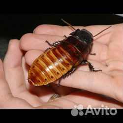 Мадагаскарские шипящий таракан