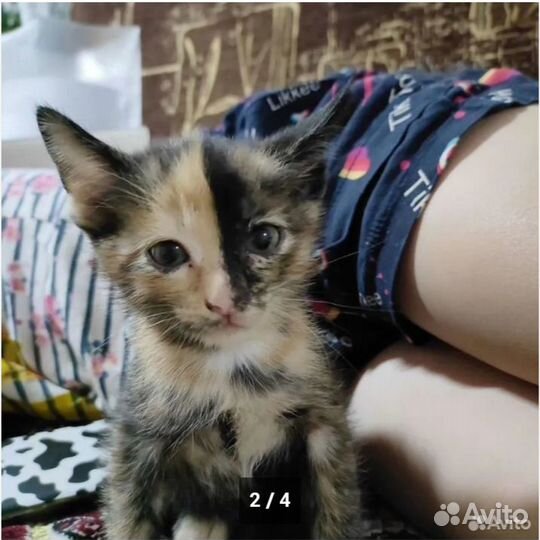 Котята