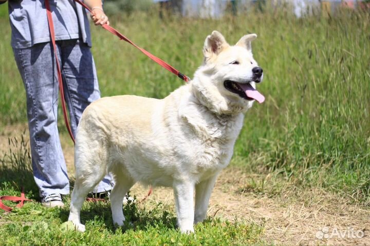 Собака в добрые руки