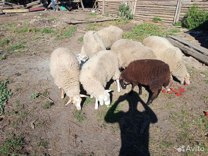Овцы ягнята