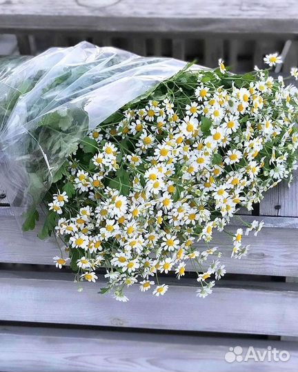 Цветы ромашки