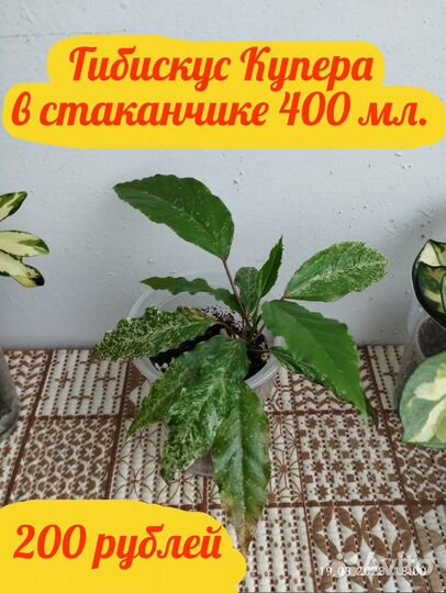 Хойя Карноза Триколор, Кримсон Квин, Шеффлера