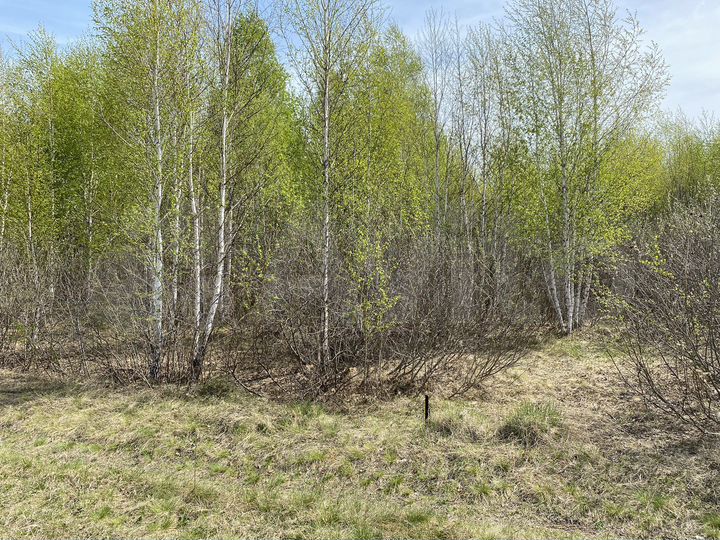 Участок 15 сот. (СНТ, ДНП)