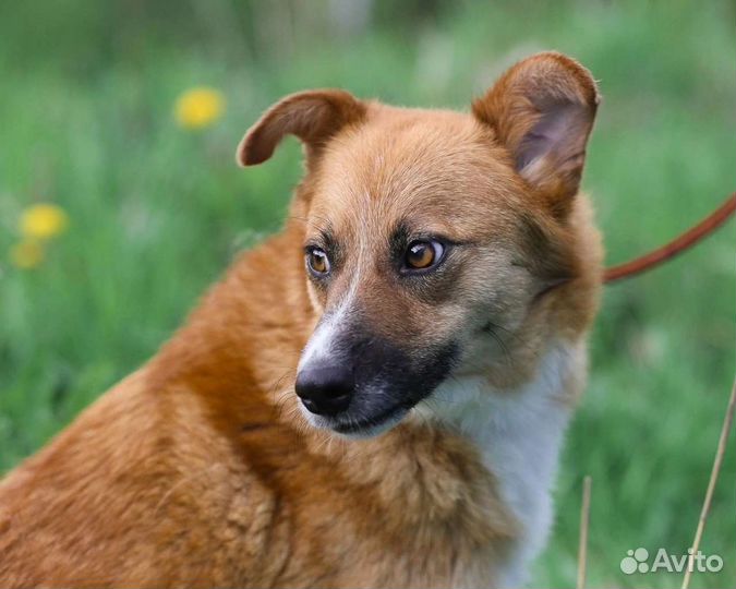 Рыжое счастье