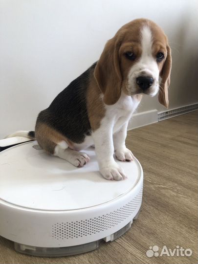 Щенки бигль