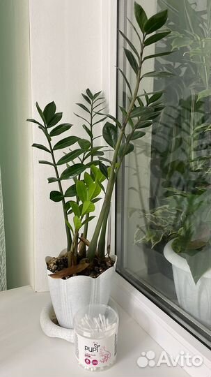 Замиокулькас