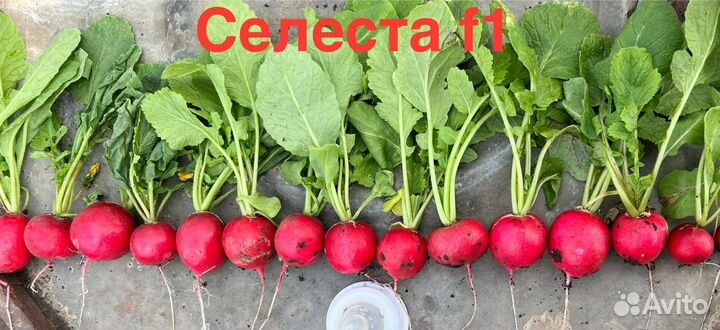 Семена редиса Розетта