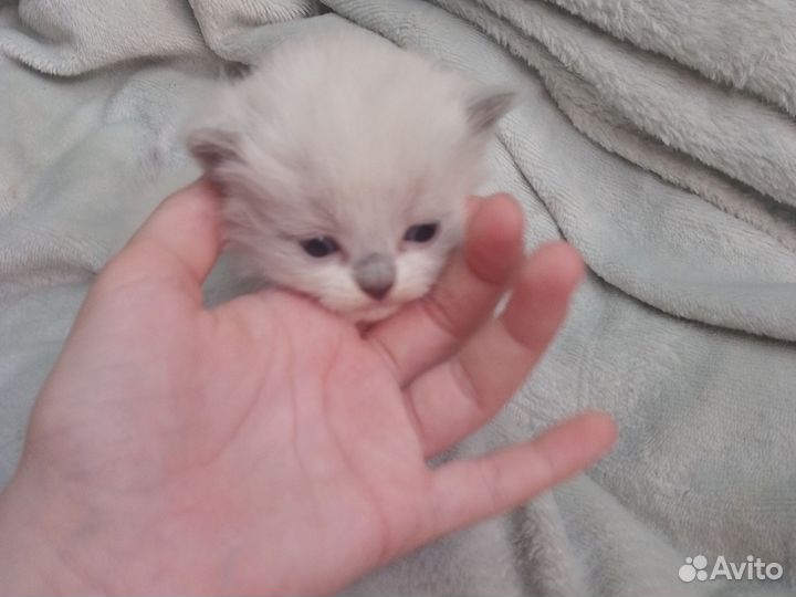 Котята шантладской +персидской породы