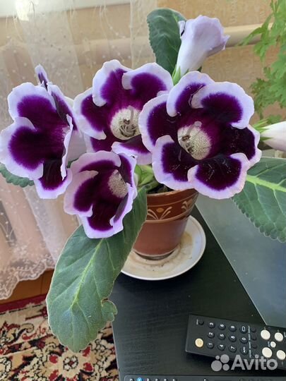 Глоксинии и другие комнатные цветы