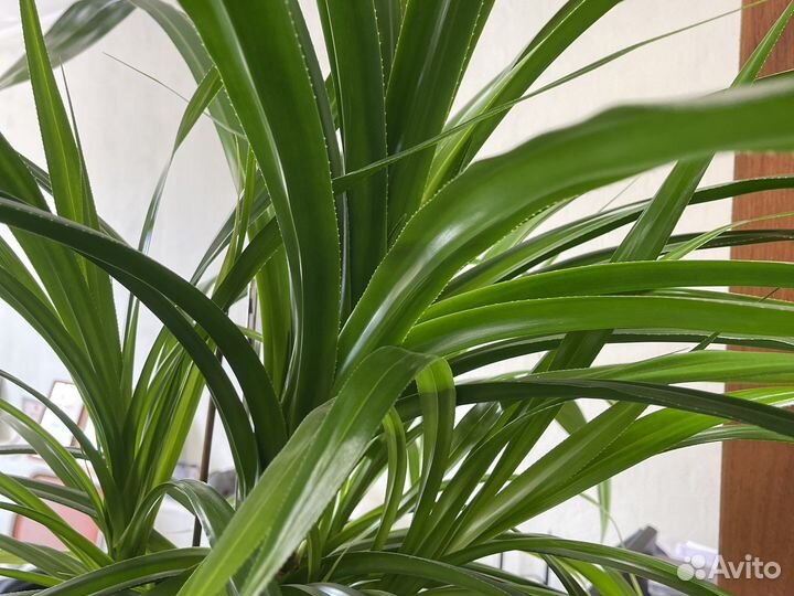 Комнатные растения цветы большие