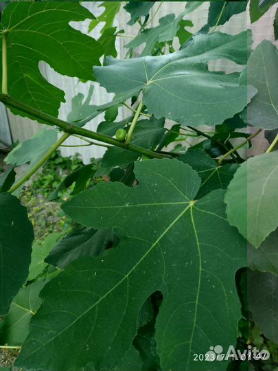 Инжир уже плодоносит