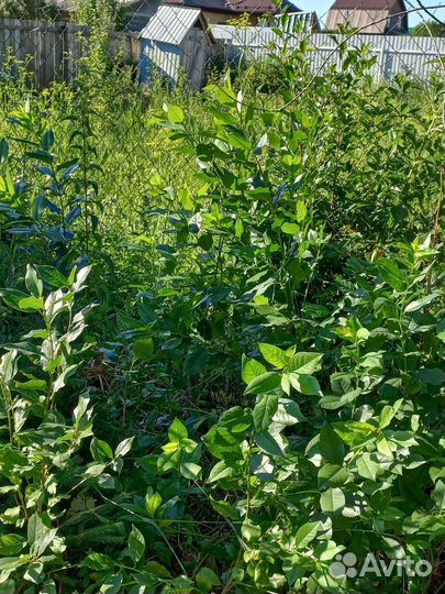 Отличные саженцы Вишни