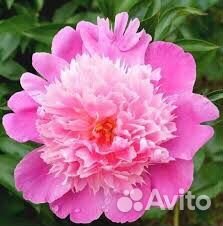 Пион уклоняющийся Марьин Корень пионы сортовые