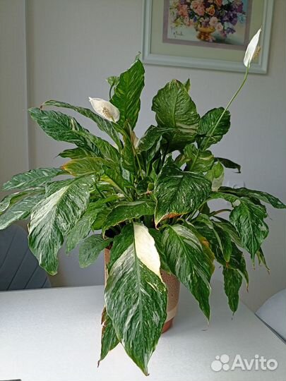 Спатифиллум