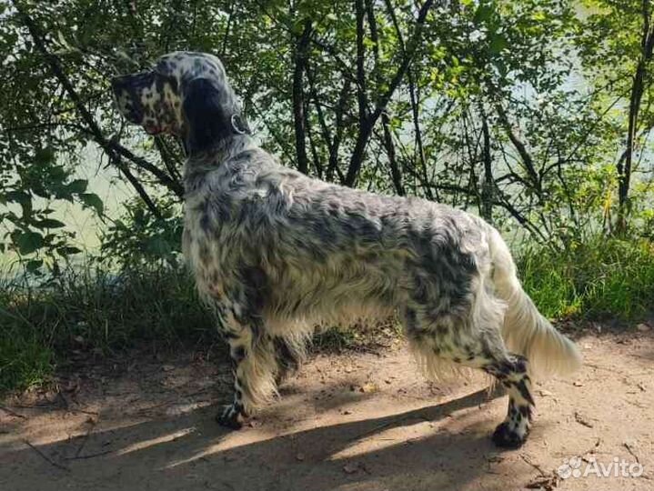 Кобель для вязки