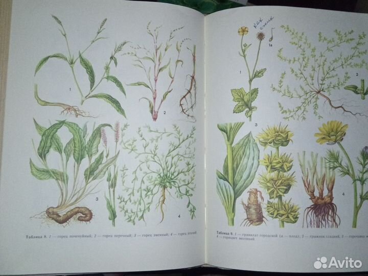 Хосты.лекарственные растения в быту