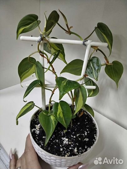 Филодендрон сканденс бразил