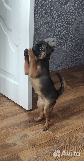 Девочка Пти Брабансон