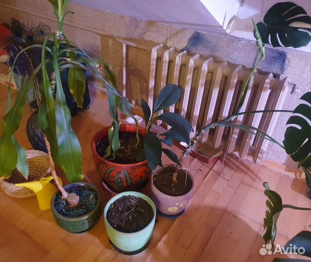 Монстера и другие комнатные растения