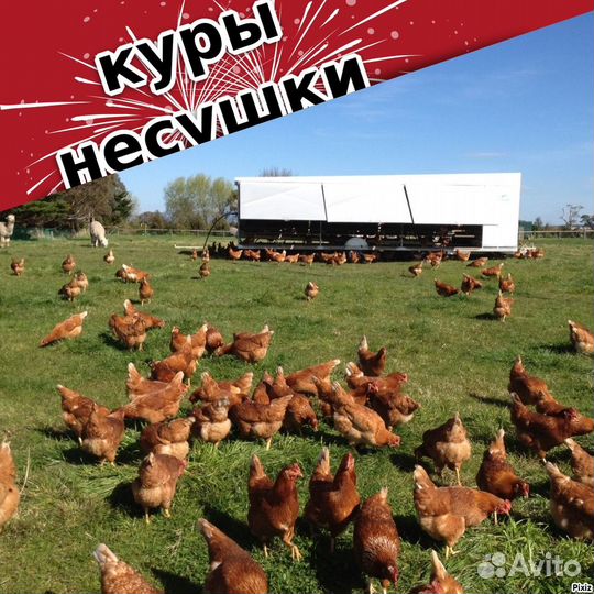 Куры от фермера