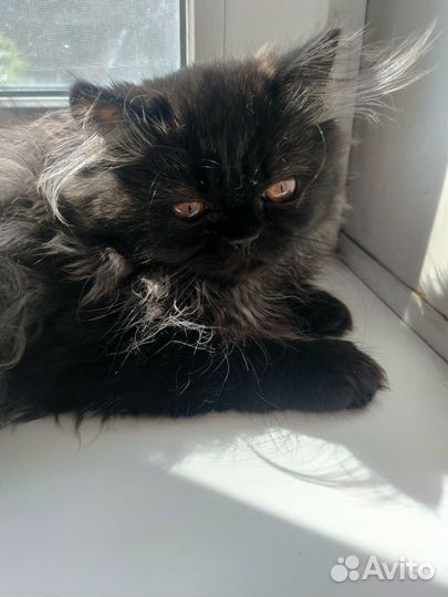 Персидские котята