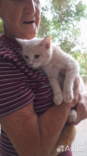 Котята 6 мес в добрые руки