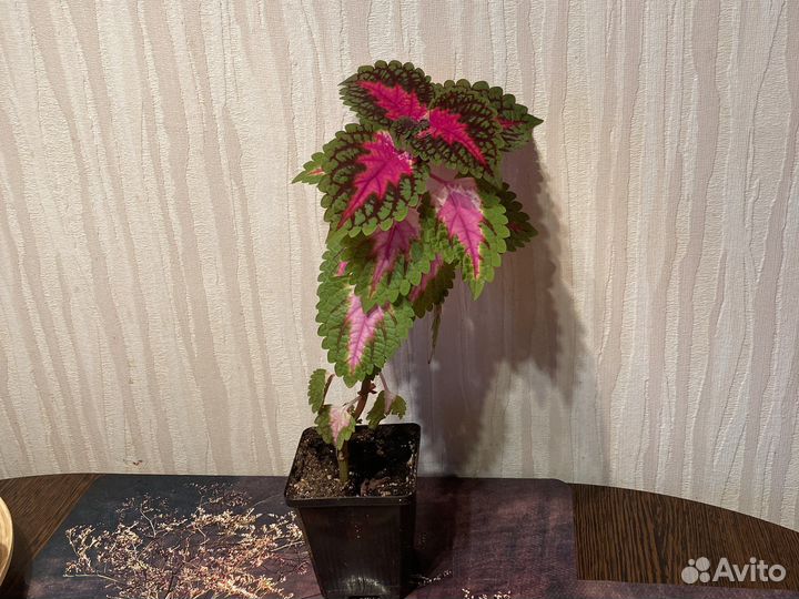 Колеусы, Сансивиерия