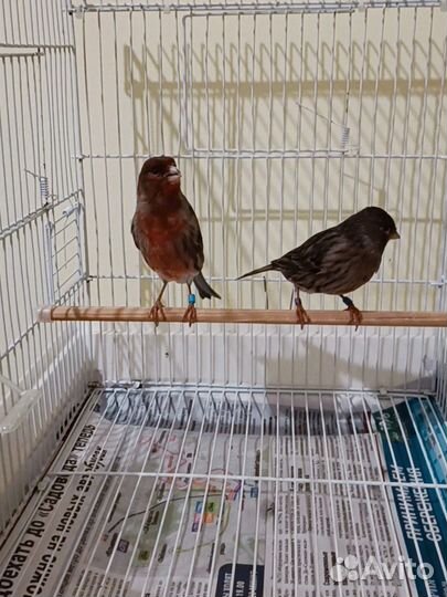 Канарейка Черный красная мозаика