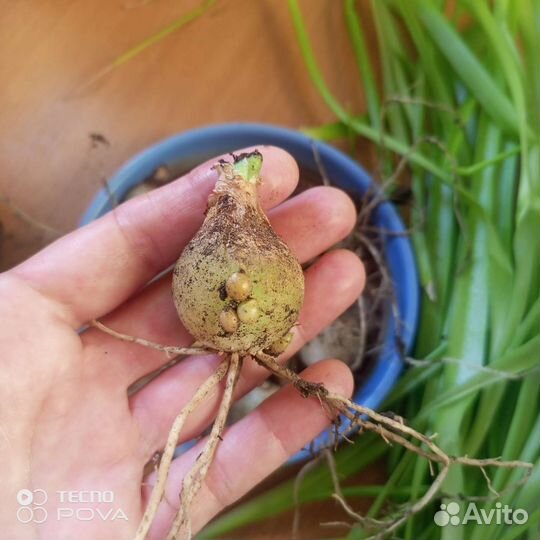 Индийский лук(Лечебный)