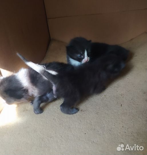 Черные котята