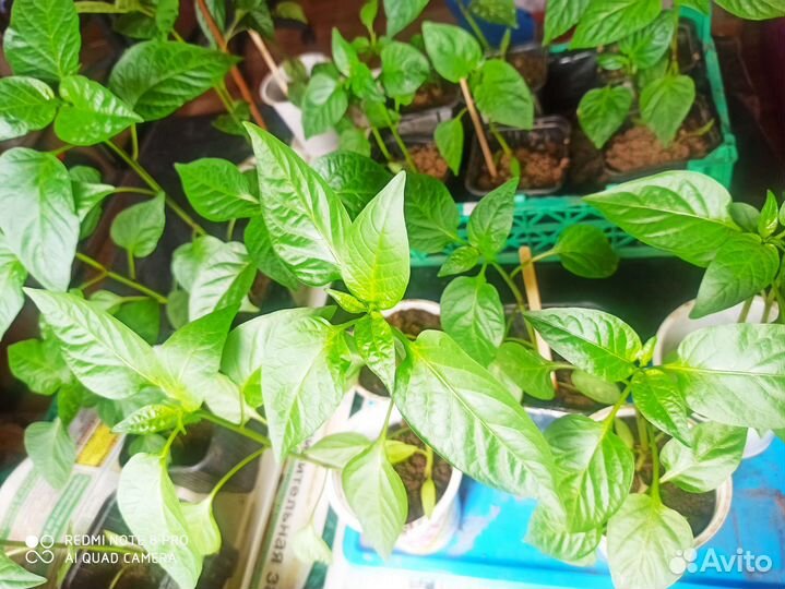 Рассада томатов, перцев, огурцы