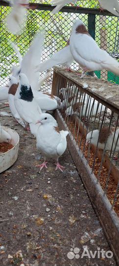 Голуби гривуны пермские