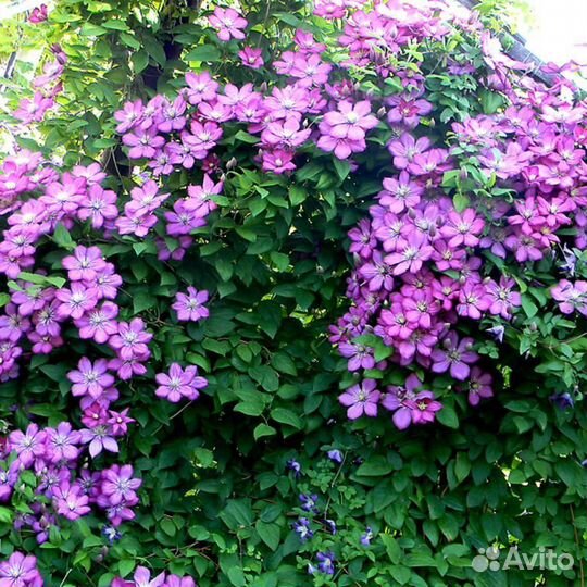 Домашние цветы