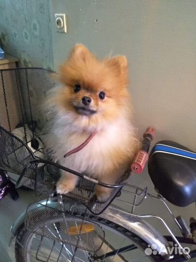 Померанский шпиц