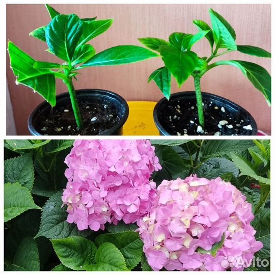 Гортензия крупнолистная саженцы